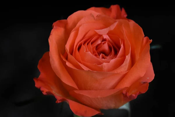 Красива Квітка Троянди Темному Фоні Літня Концепція Вид Близької Відстані — стокове фото