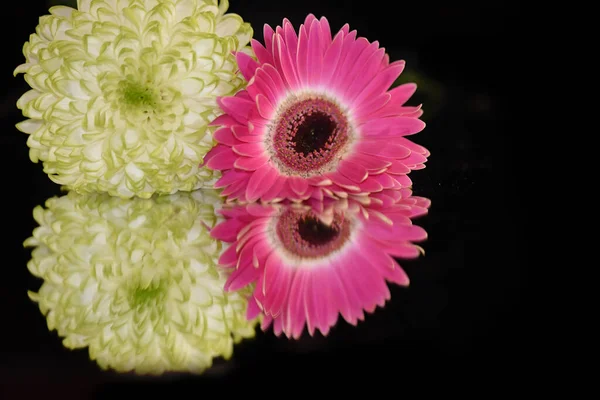 Belas Flores Gerbera Crisântemo Com Reflexões Sobre Fundo Escuro Conceito — Fotografia de Stock