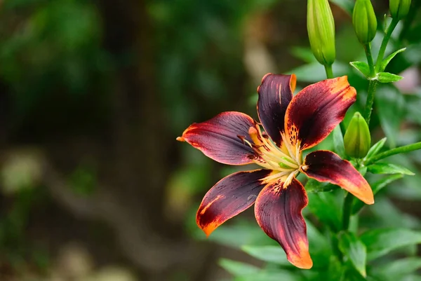 Bel Giglio Che Cresce Giardino Estate Giornata Sole — Foto Stock