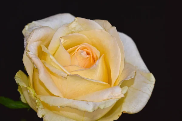 Schöne Rosenblüte Auf Dunklem Hintergrund Sommerkonzept Nahsicht — Stockfoto