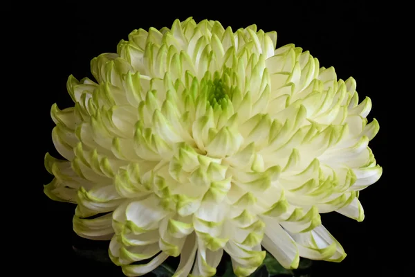 Beau Chrysanthème Sur Fond Sombre Concept Été Vue Rapprochée — Photo