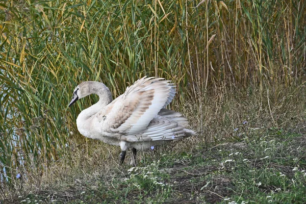 Vacker Söt Svan Stranden Sommardagen — Stockfoto