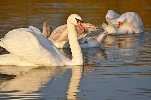 Belos Cisnes Brancos Nadando Superfície Água Lago Dia Verão — Fotografia de Stock