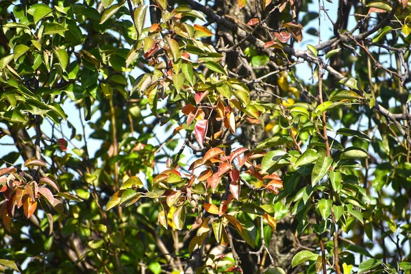 Ramas Árboles Con Hojas Verdes Sobre Fondo Azul Del Cielo — Foto de Stock