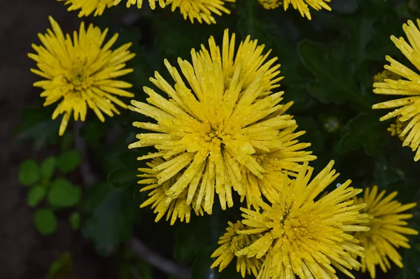 Närbild Fantastiska Blommor Blomma — Stockfoto