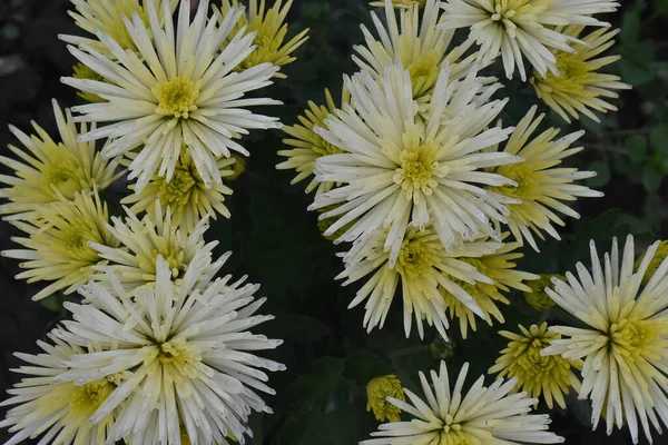 Närbild Fantastiska Blommor Blomma — Stockfoto