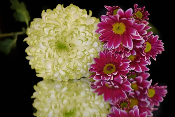 Vackra Gerbera Och Krysantemum Blommor Med Reflektioner Mörk Bakgrund Sommar — Stockfoto