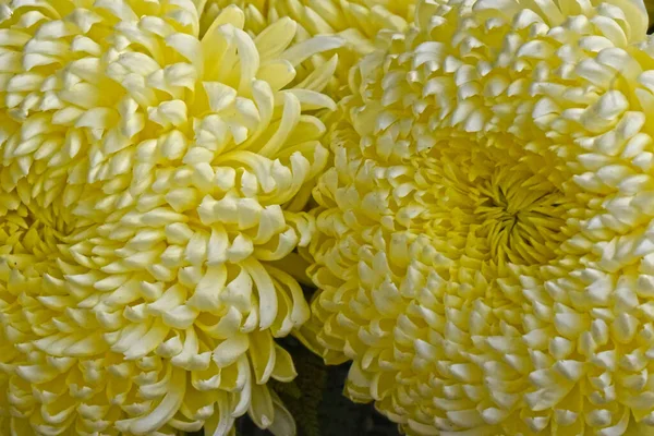 Bellissimi Crisantemi Sfondo Scuro Concetto Estivo Vista Vicino — Foto Stock