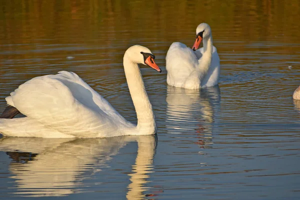 Belos Cisnes Brancos Nadando Superfície Água Lago Dia Verão — Fotografia de Stock