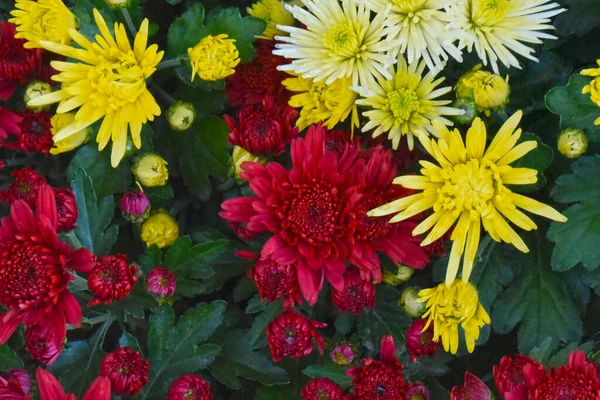 Beautiful Chrysanthemums Dark Background Summer Concept Close View — Stock Photo, Image