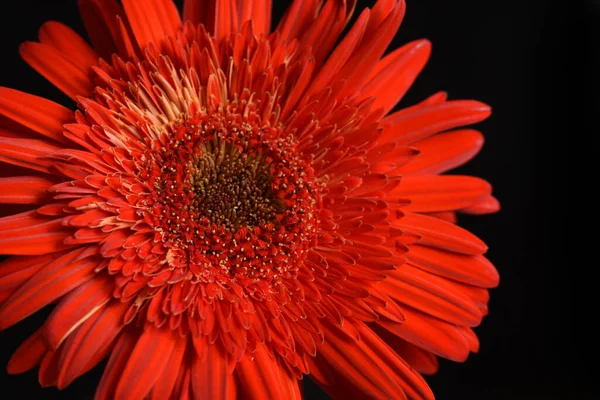 Belle Gerbera Sur Fond Sombre Concept Été Vue Rapprochée — Photo