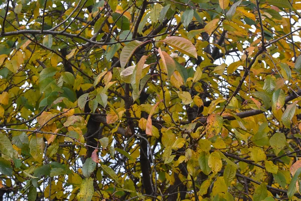 秋树枝干黄叶映衬蓝天背景 — 图库照片