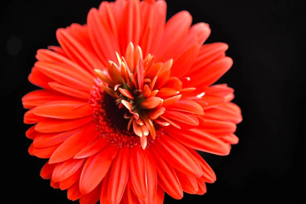 Close Flores Incríveis Flor — Fotografia de Stock