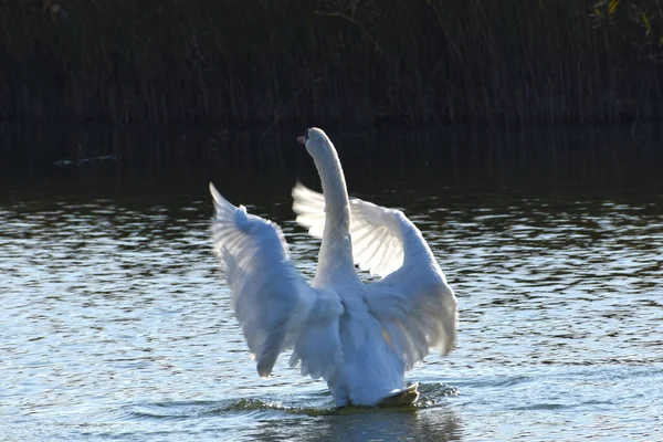 Belo Cisne Branco Nadando Superfície Água Lago Dia Verão — Fotografia de Stock