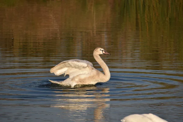 Güzel beyaz kuğu yaz günü göl yüzeyinde yüzüyor. 