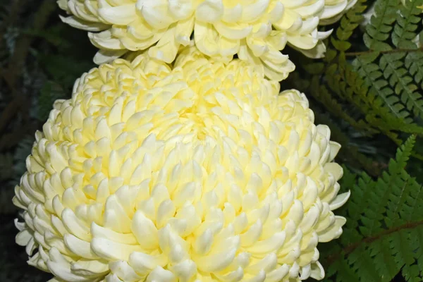 Beaux Chrysanthèmes Sur Fond Sombre Concept Été Vue Rapprochée — Photo