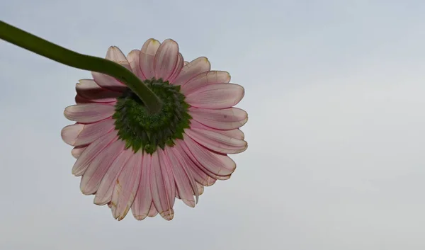 青い空に咲く美しい花束背景 — ストック写真