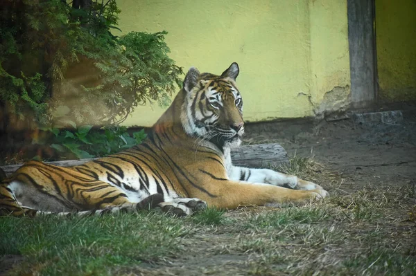 Bengalisk Tiger Naturen — Stockfoto