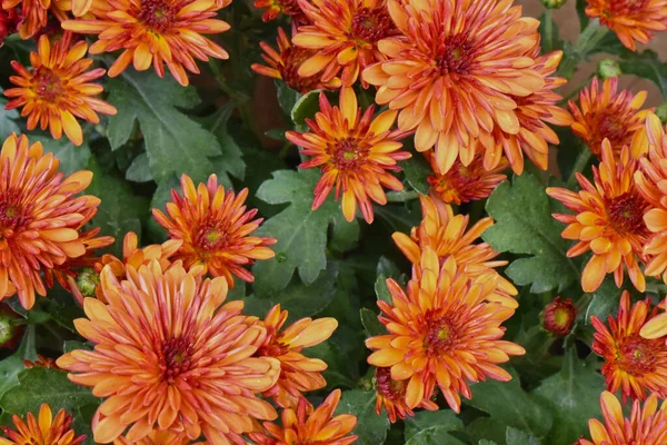 Beautiful Chrysanthemums Dark Background Summer Concept Close View — Stock Photo, Image