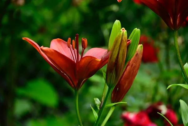 Güneşli Yaz Gününde Bahçede Yetişen Güzel Zambak Çiçekleri — Stok fotoğraf