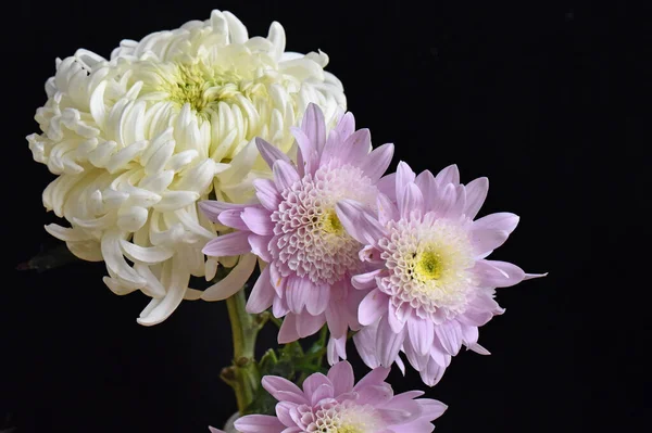 Schöne Chrysanthemen Auf Dunklem Hintergrund Sommerkonzept Nahsicht — Stockfoto