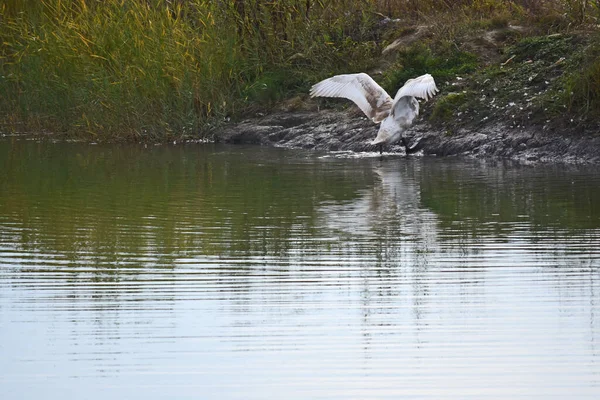 Bellissimo Cigno Carino Sulla Riva Durante Giorno Estate — Foto Stock