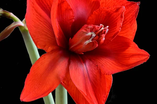 Delikatne Kwiaty Czarnym Tle Zbliżenie — Zdjęcie stockowe