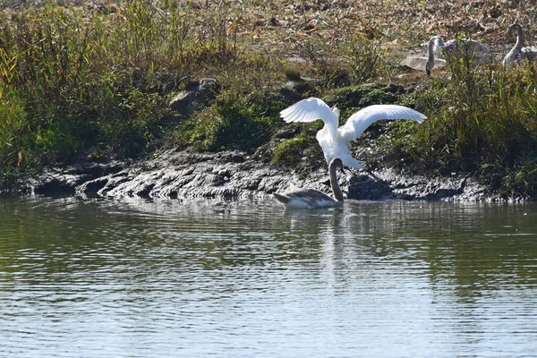 Красивые Милые Лебеди Берегу Летний День — стоковое фото