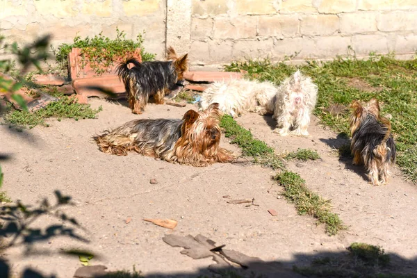 Niedliche Hunde Amüsieren Sich Sommertagen Freien — Stockfoto