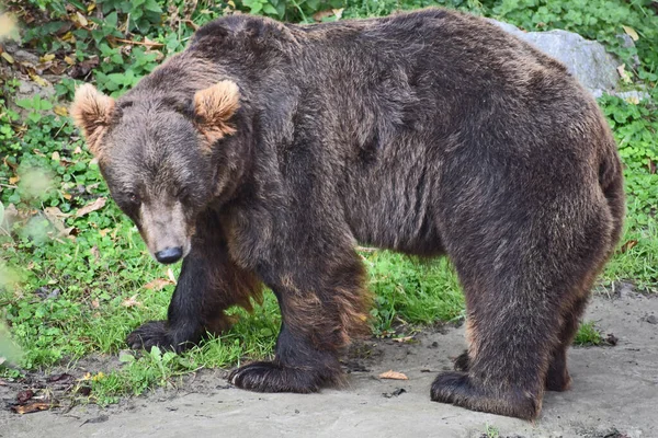 Orso Bruno Nella Foresta — Foto Stock