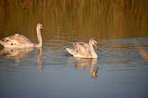 Mooie Witte Zwanen Zwemmen Meerwateroppervlak Zomerdag — Stockfoto