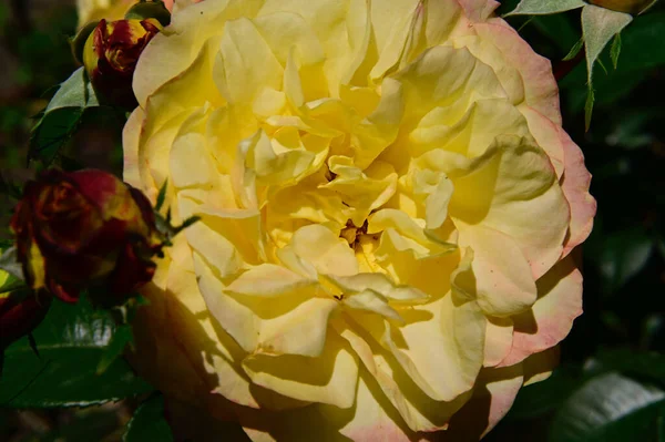 夏の晴れた日に庭で育つ美しいバラの花 — ストック写真