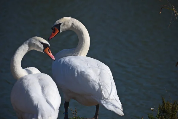 Belos Cisnes Brancos Costa Lago Dia Verão — Fotografia de Stock