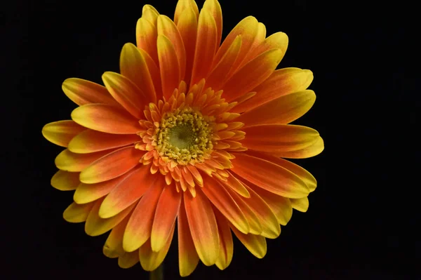 Güzel Gerbera koyu arkaplan, yaz konsepti, yakın görüş  