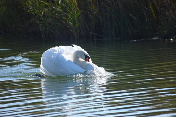 美丽的白天鹅在湖面游泳 — 图库照片