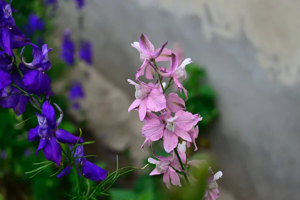 Удивительные Фиолетовые Цветы Цветут Размытом Фоне — стоковое фото