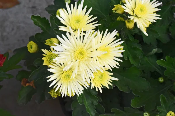 Beautiful Chrysanthemums Dark Background Summer Concept Close View — Stock Photo, Image