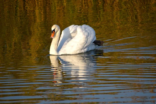 Beautiful White Swan Swimming Lake Water Surface Summer Day — Stock Photo, Image