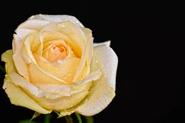 Bela Rosa Flor Fundo Escuro Conceito Verão Vista Perto — Fotografia de Stock