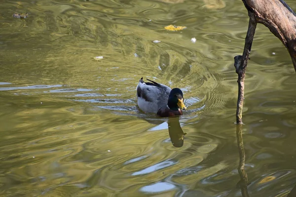 Bonito Pato Branco Nadando Superfície Água Lago Dia Verão — Fotografia de Stock