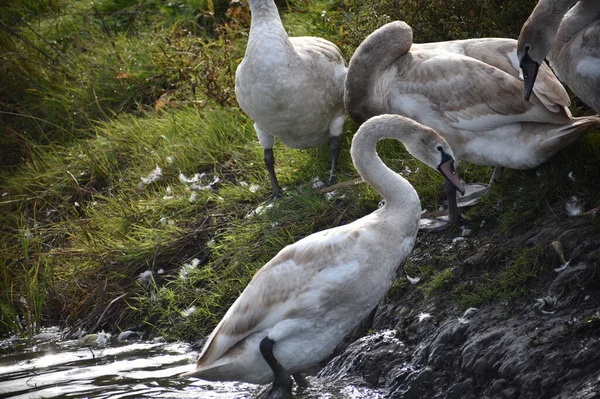 Hermosos Cisnes Lindos Orilla Día Verano —  Fotos de Stock