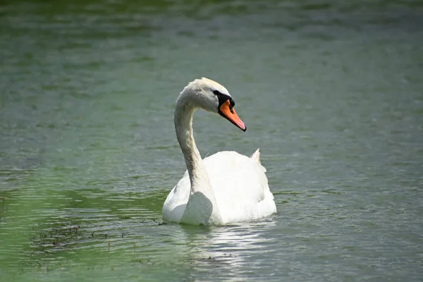 Schöner Weißer Schwan Schwimmt Sommertagen Auf Der Wasseroberfläche Des Sees — Stockfoto