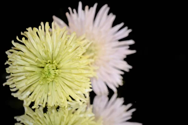 Belles Fleurs Chrysanthème Avec Des Reflets Sur Fond Sombre Concept — Photo