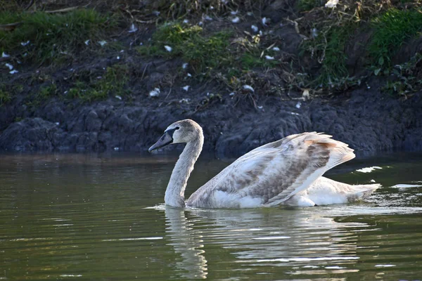 Hermoso Cisne Blanco Nadando Superficie Del Agua Del Lago Día — Foto de Stock