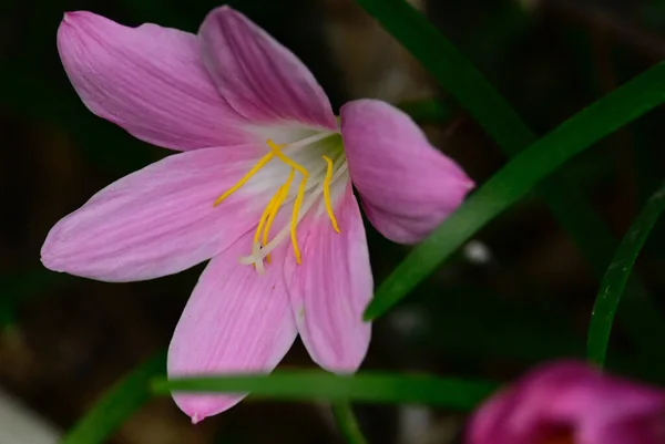 Mooie Lelie Groeien Tuin Zomer Zonnige Dag — Stockfoto