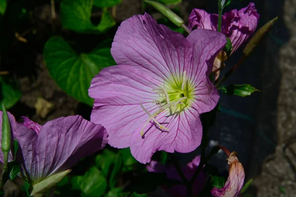 Bellissimi Fiori Che Crescono Giardino Estate Giornata Sole — Foto Stock