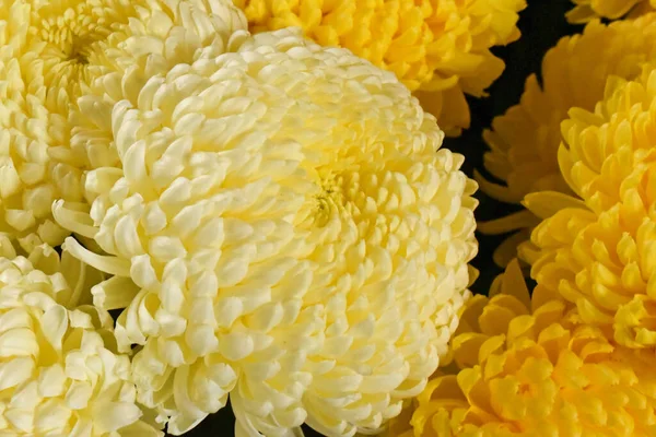 Chrysanthemums Indah Latar Belakang Gelap Konsep Musim Panas Pandangan Dekat — Stok Foto