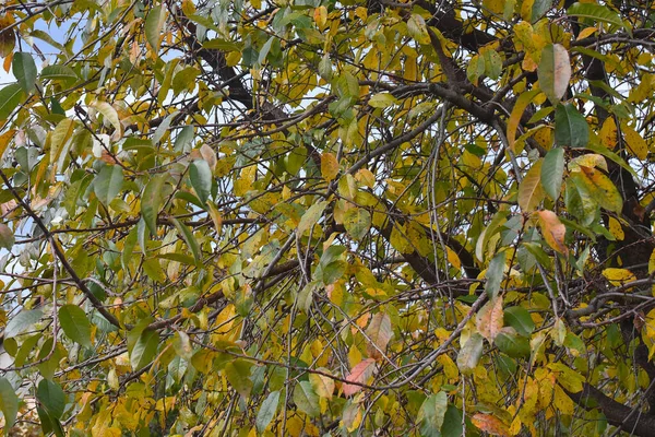 Άποψη Των Φθινοπωρινών Κλαδιών Δέντρων Κίτρινα Φύλλα Μπλε Φόντο Του — Φωτογραφία Αρχείου