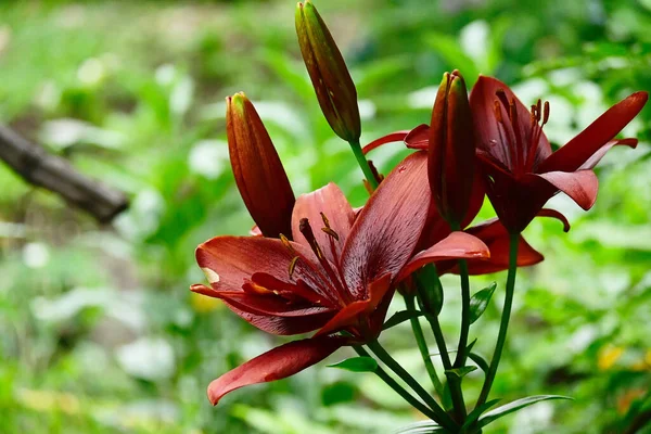 Beautiful Lily Flowers Growing Garden Summer Sunny Day — Stock Photo, Image