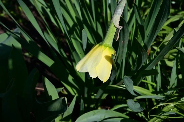 Belles Fleurs Poussant Dans Jardin Journée Ensoleillée Été — Photo